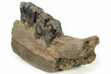 Fossil Woolly Rhino (Coelodonta) Mandible Section - Siberia #225187-6